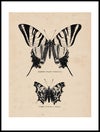 två-sorters-fjärilar_30x40_WEBB.jpg